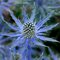Синеголовник 'Биг Блу' /  Eryngium 'Big Blue'